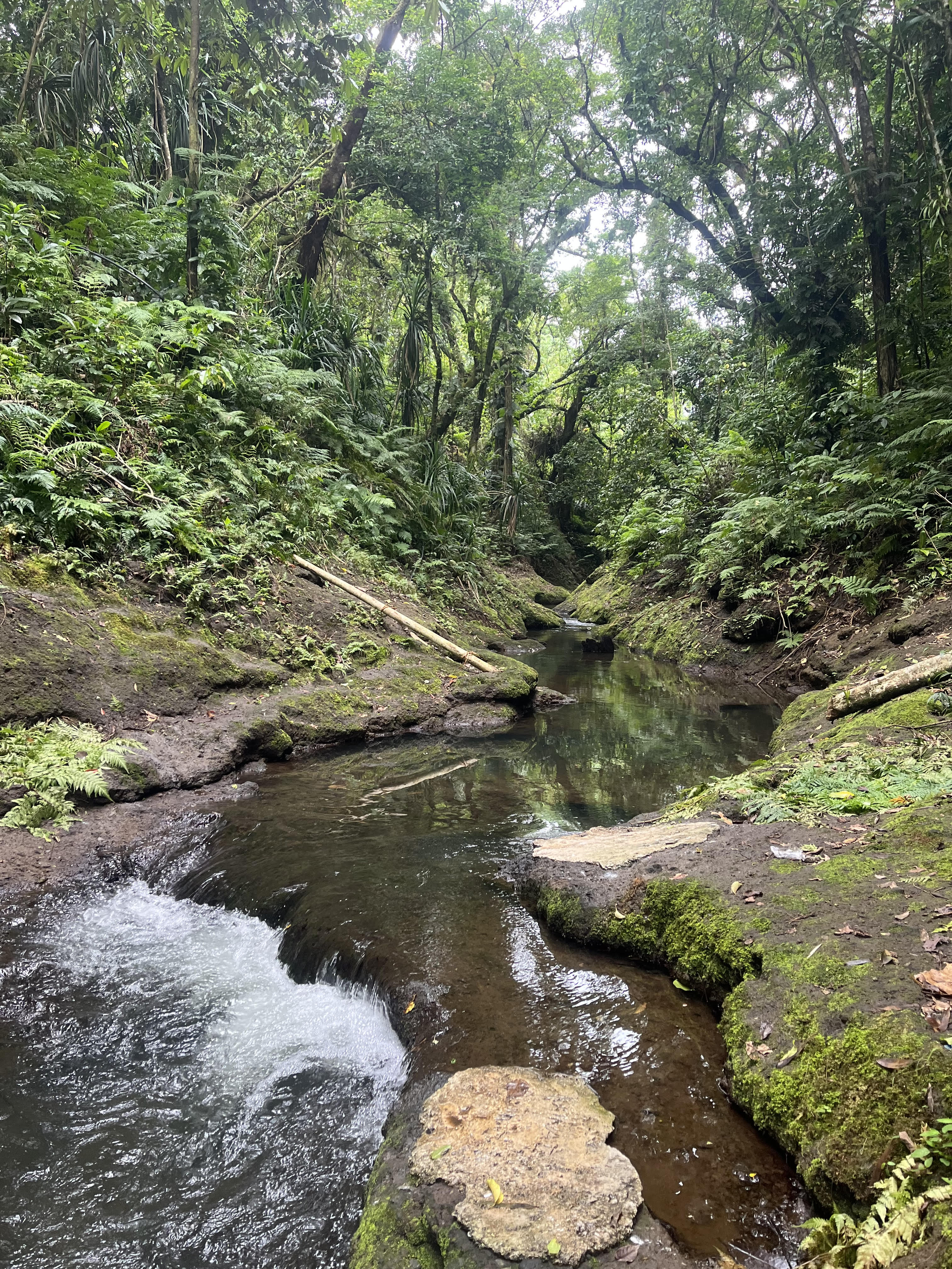 Forest stream, Tanna, Vanuatu