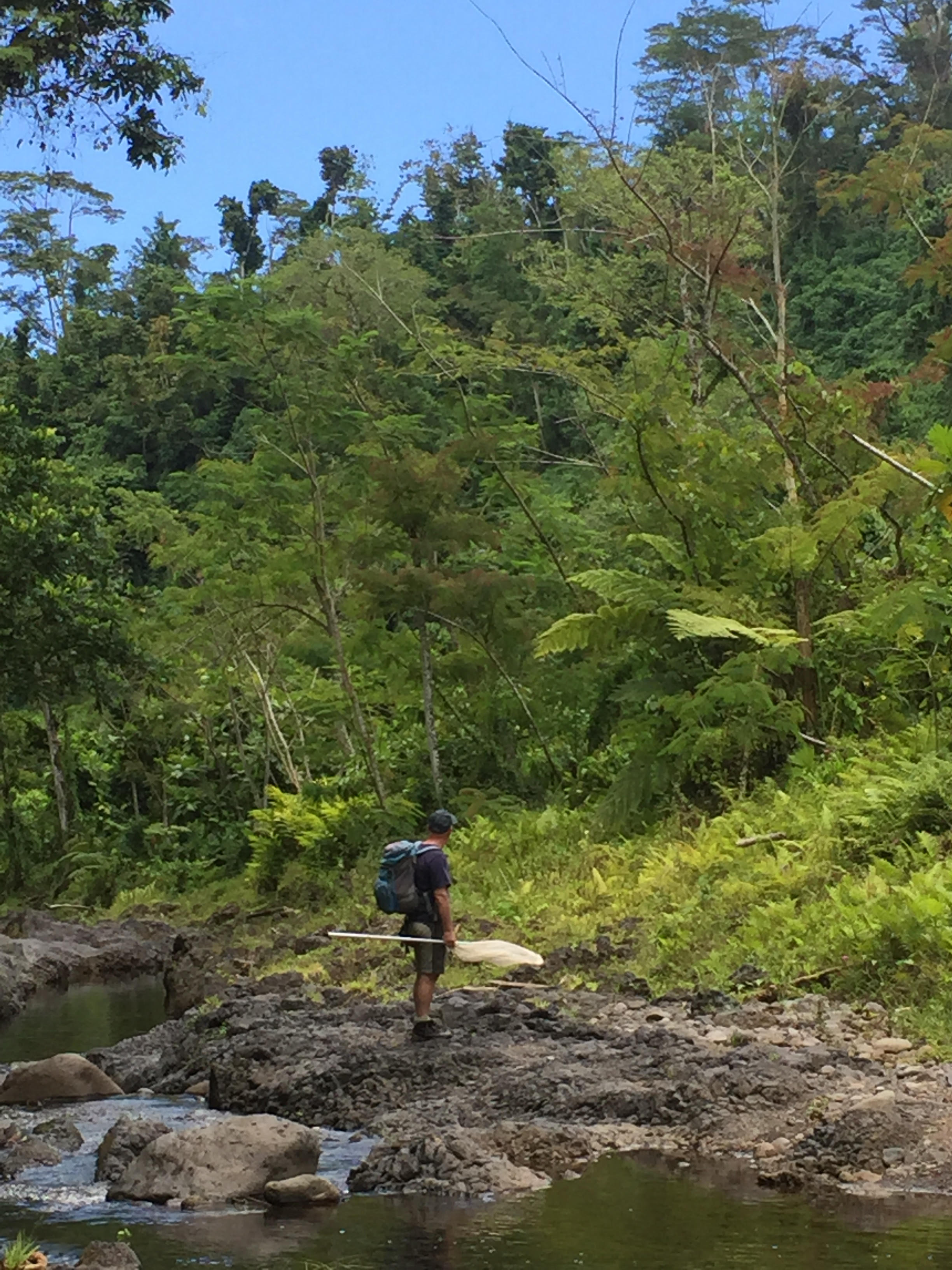 Invertebrate surveys, proposed Alaoa hydro dam, Upolu, Samoa