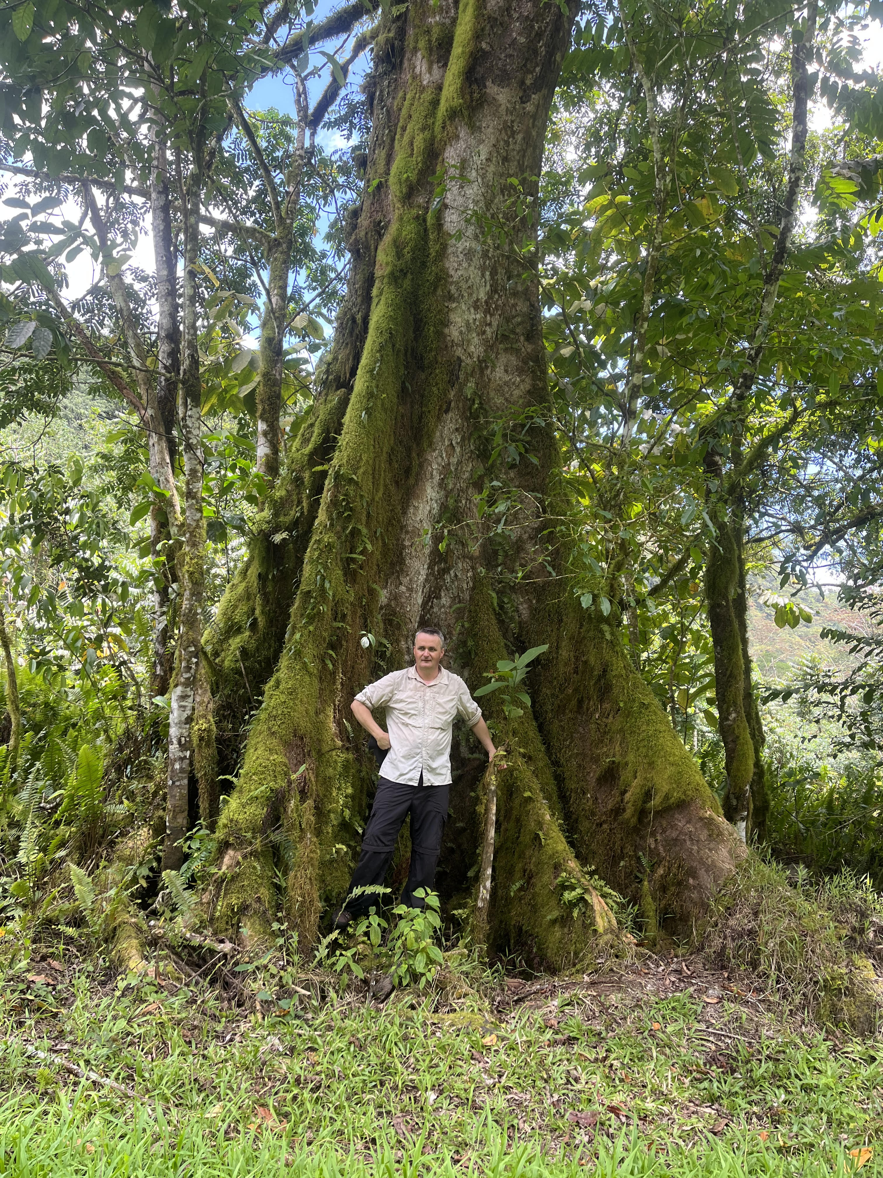Lowland rainforest, Upolu, Samoa