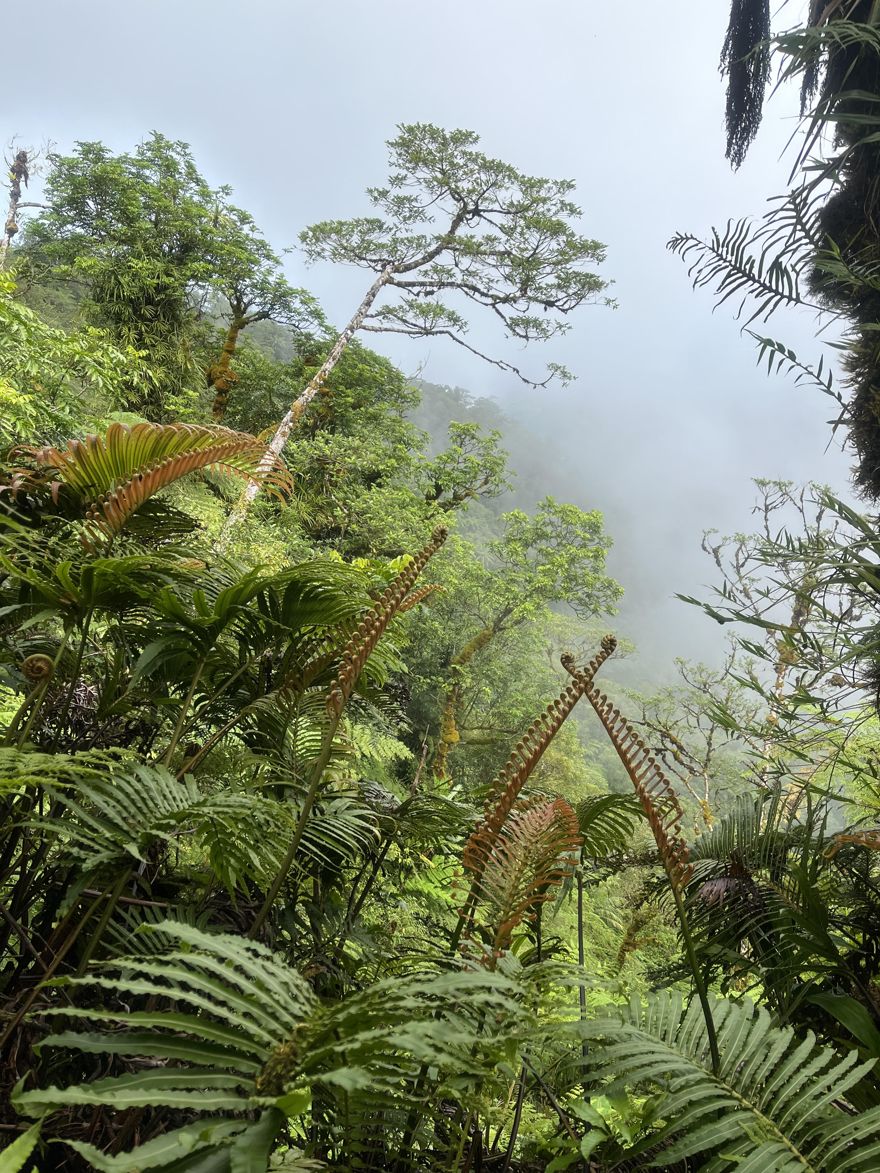Mt Vaivai montane forest, Upolu, Samoa