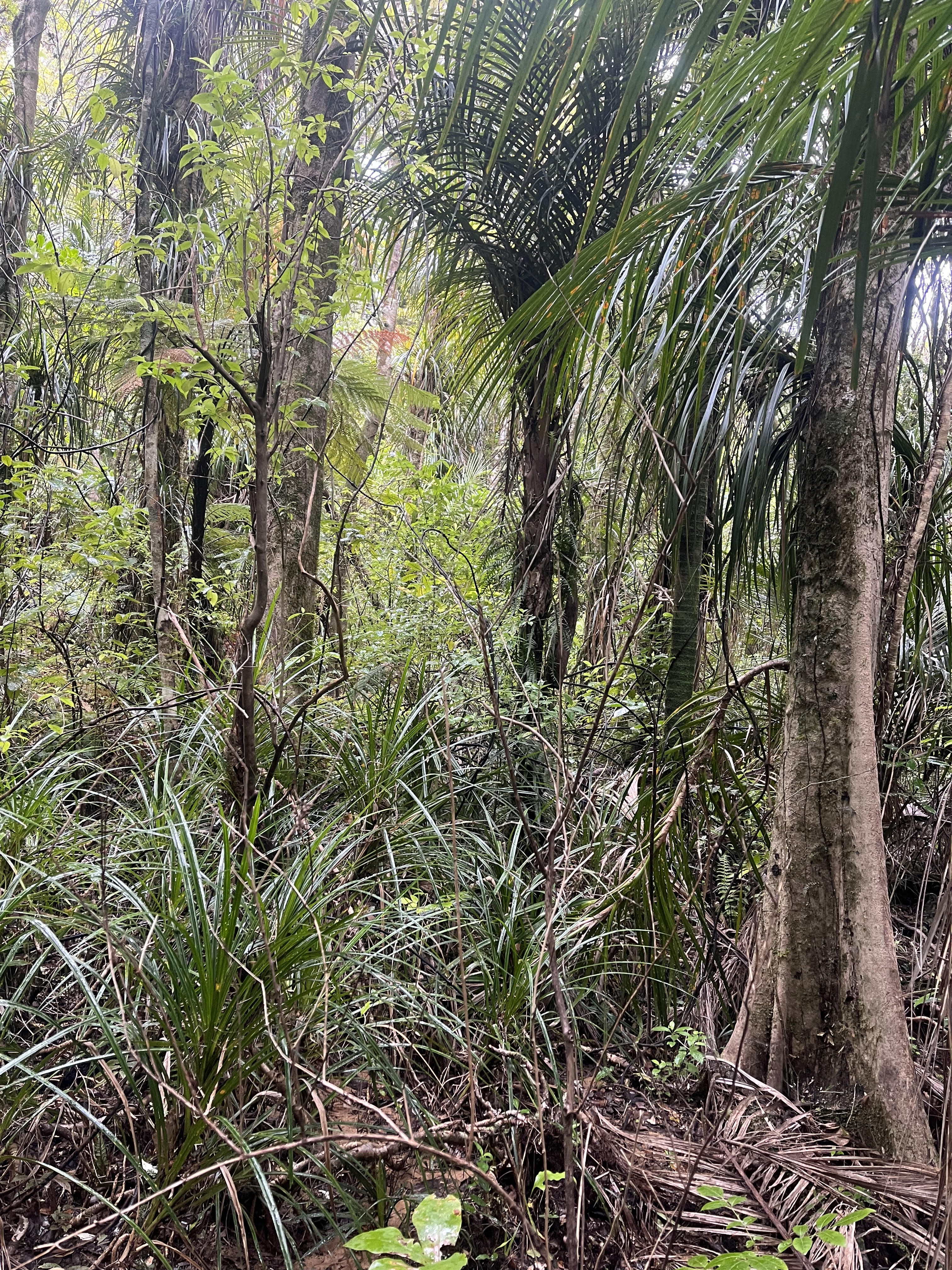 Swamp forest survey for State Highway 1
