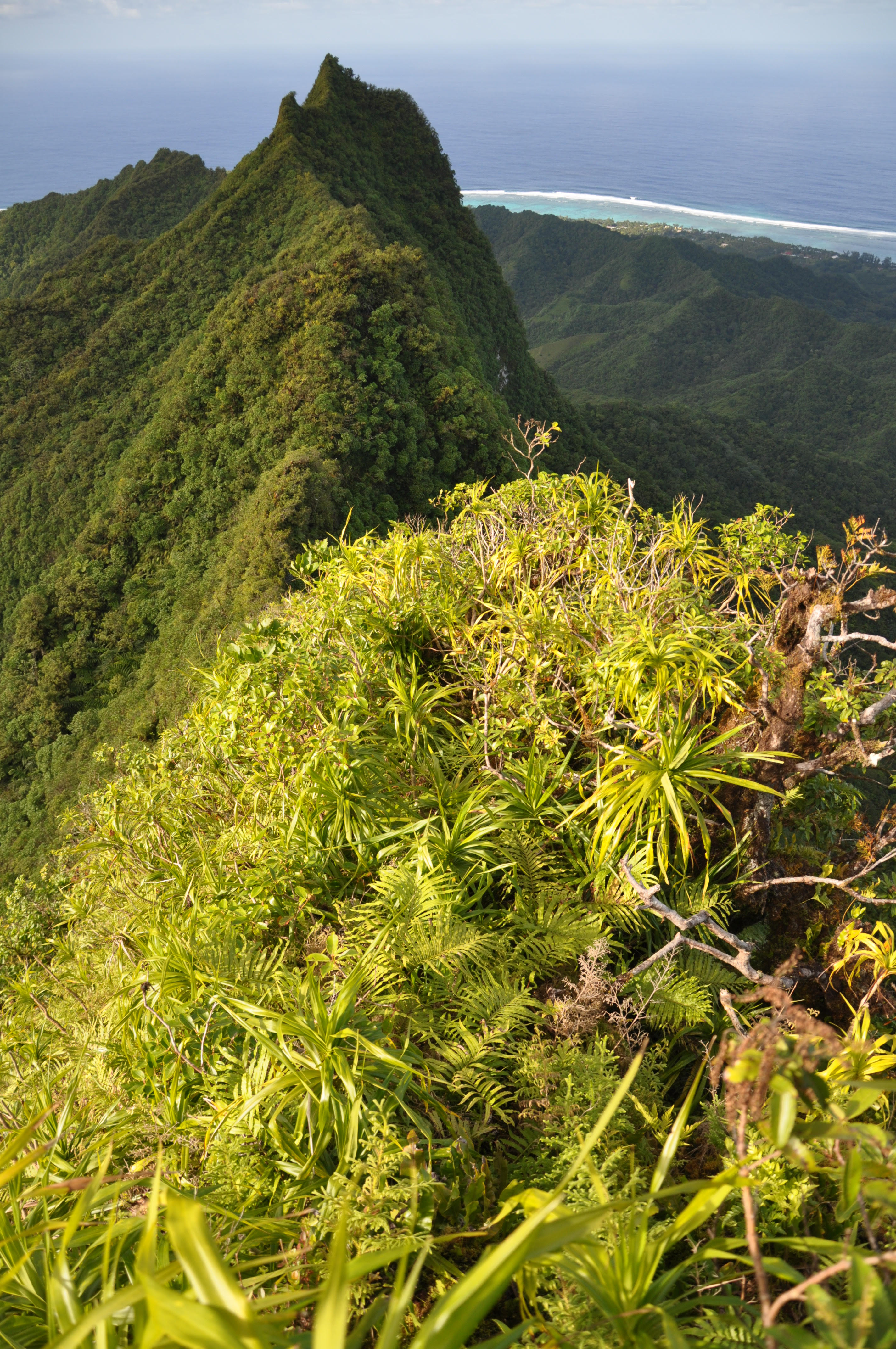Te Atakura cloud forest ridge, Cook Islands