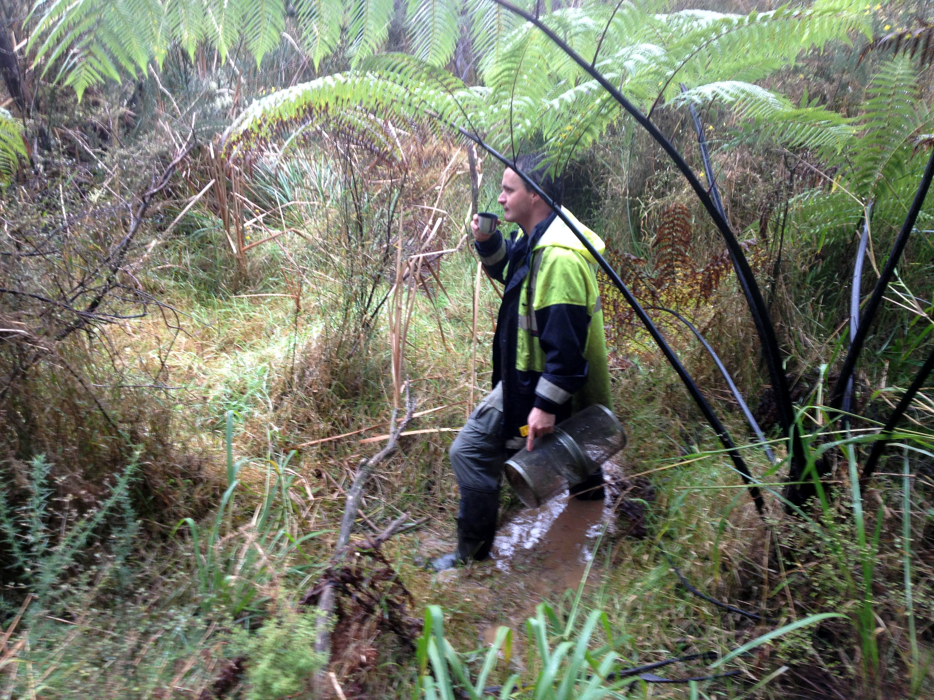 Northland mudfish population monitoring, Far North New Zealand